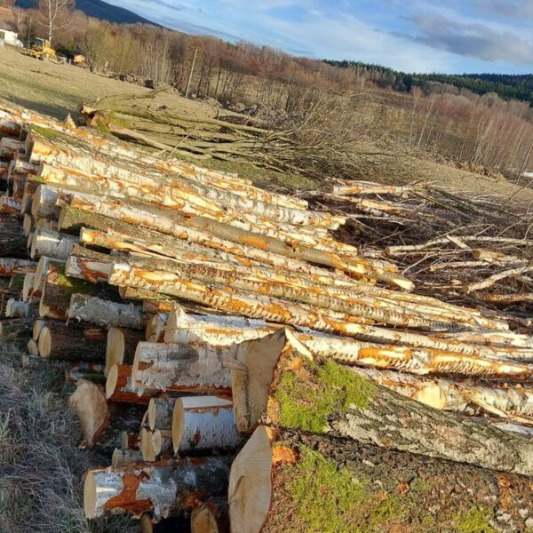 Birke Brennholz