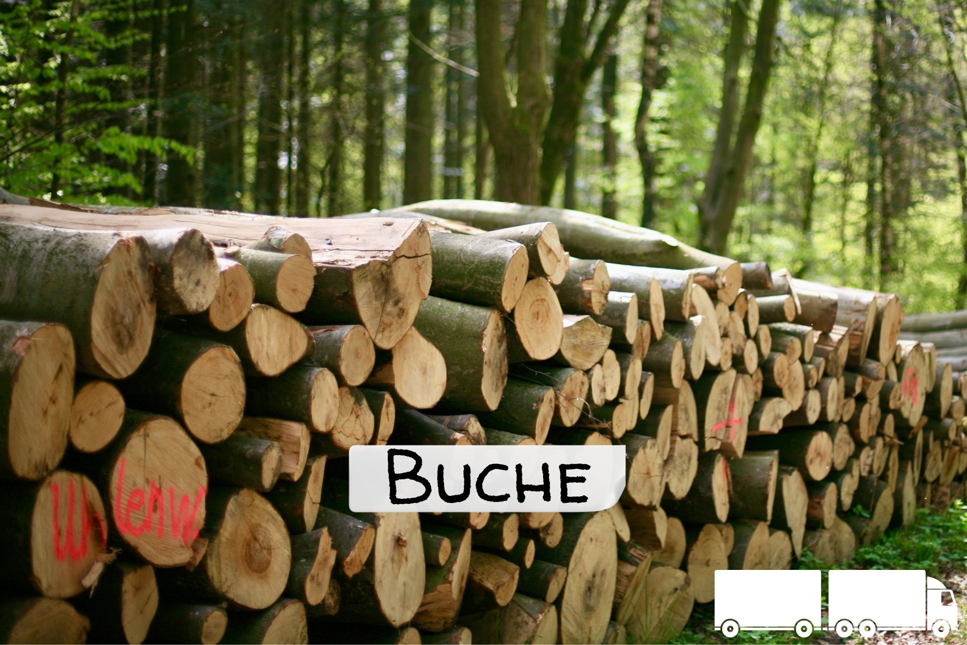 Buchen Stammholz – LKW-Ladung (ganz oder halb) 20 / 40 RM