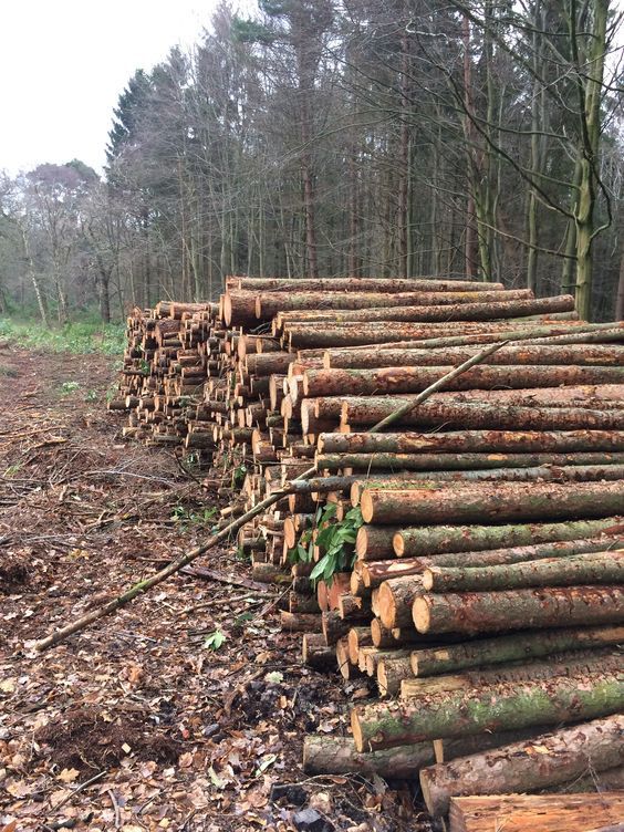Holzlagerung Forst Premium