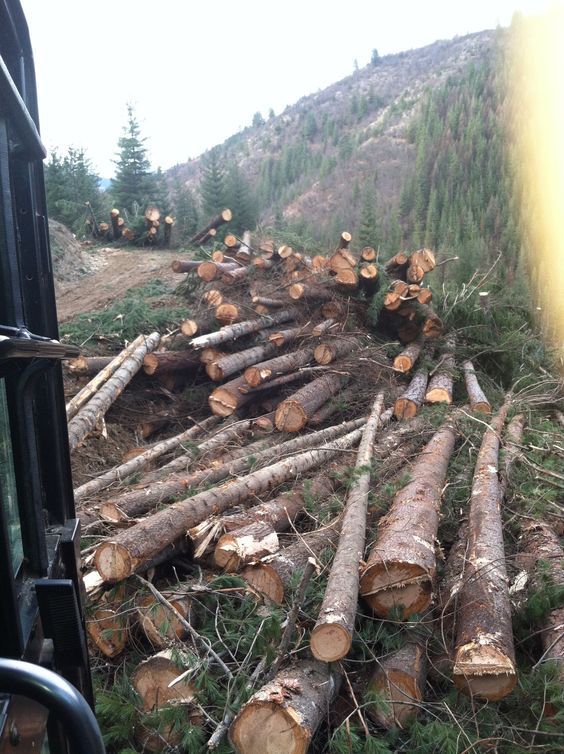Forstwirtschaft – Stammholz im Wald
